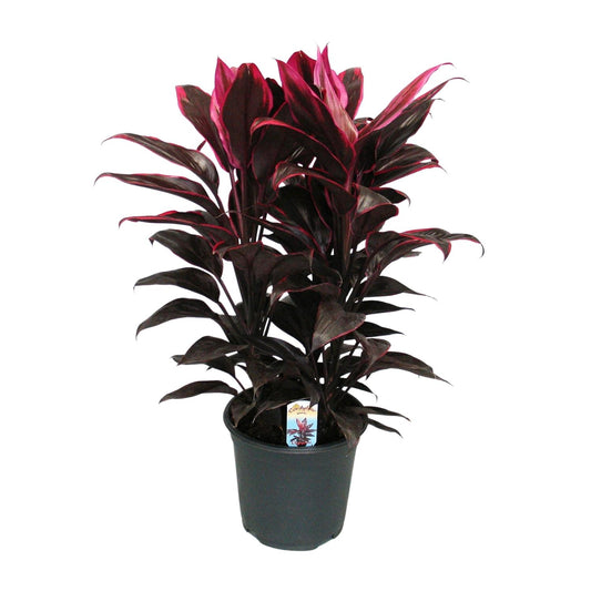 Cordyline Mambo - Ø19cm - ↕55cm - Pflanzfix24