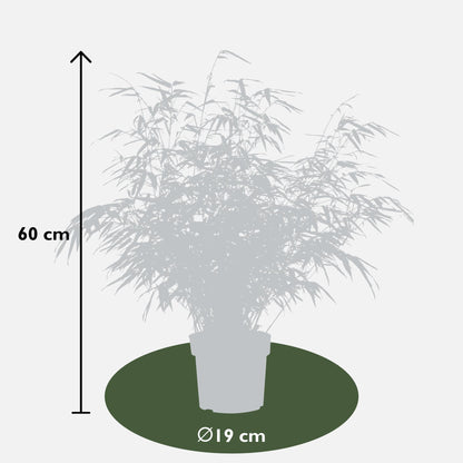 4x Fargesia rufa - 60cm - Ø19 - pflanzfix24