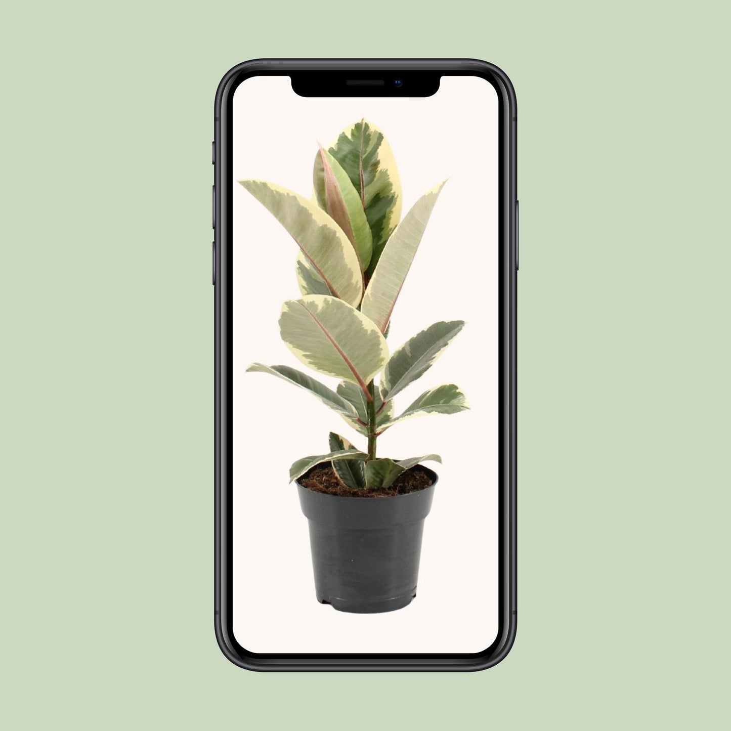 Ficus Elastica Tineke - Ø17cm - ↕55cm - Pflanzfix24
