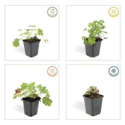 20er Set Geranium cant. 'Biokovo' - Robuste Bodendecker von Pflanzfix24.de - Pflanzfix24.de