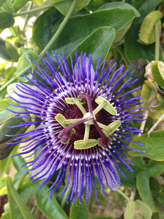 Passiflora Violett 'Purple Haze' - Ø15cm - ↕65cm - Pflanzfix24