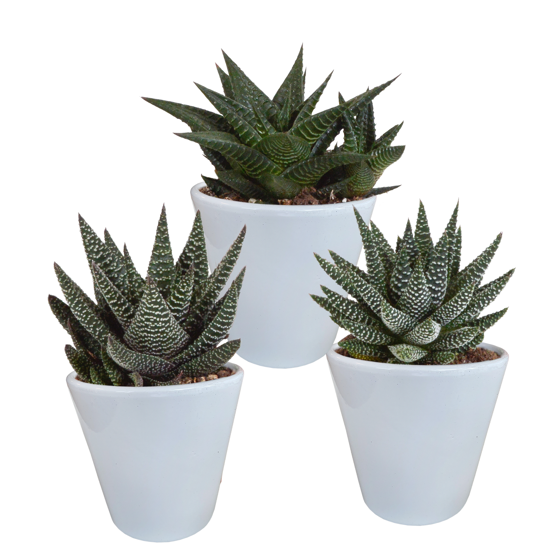 Gasteria/Haworthia-Mischung 8,5cm - 3x - in witte pot - Pflanzfix24.de - Pflanzfix24.de