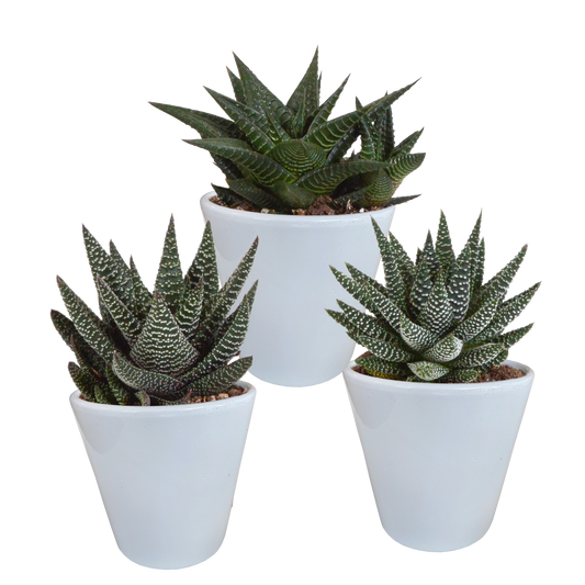 Gasteria/Haworthia-Mischung 8,5cm - 3x - in witte pot - Pflanzfix24.de - Pflanzfix24.de