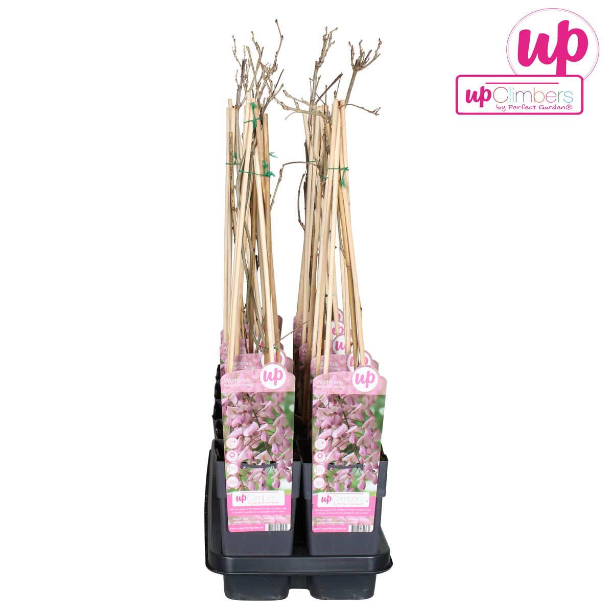 Wisteria floribunda 'Rosea' Rosa Regen 65cm - Kletterpflanze | Pflanzfix24.de - Pflanzfix24.de