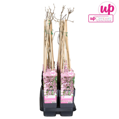 Wisteria floribunda 'Rosea' Rosa Regen 65cm - Kletterpflanze | Pflanzfix24.de - Pflanzfix24.de
