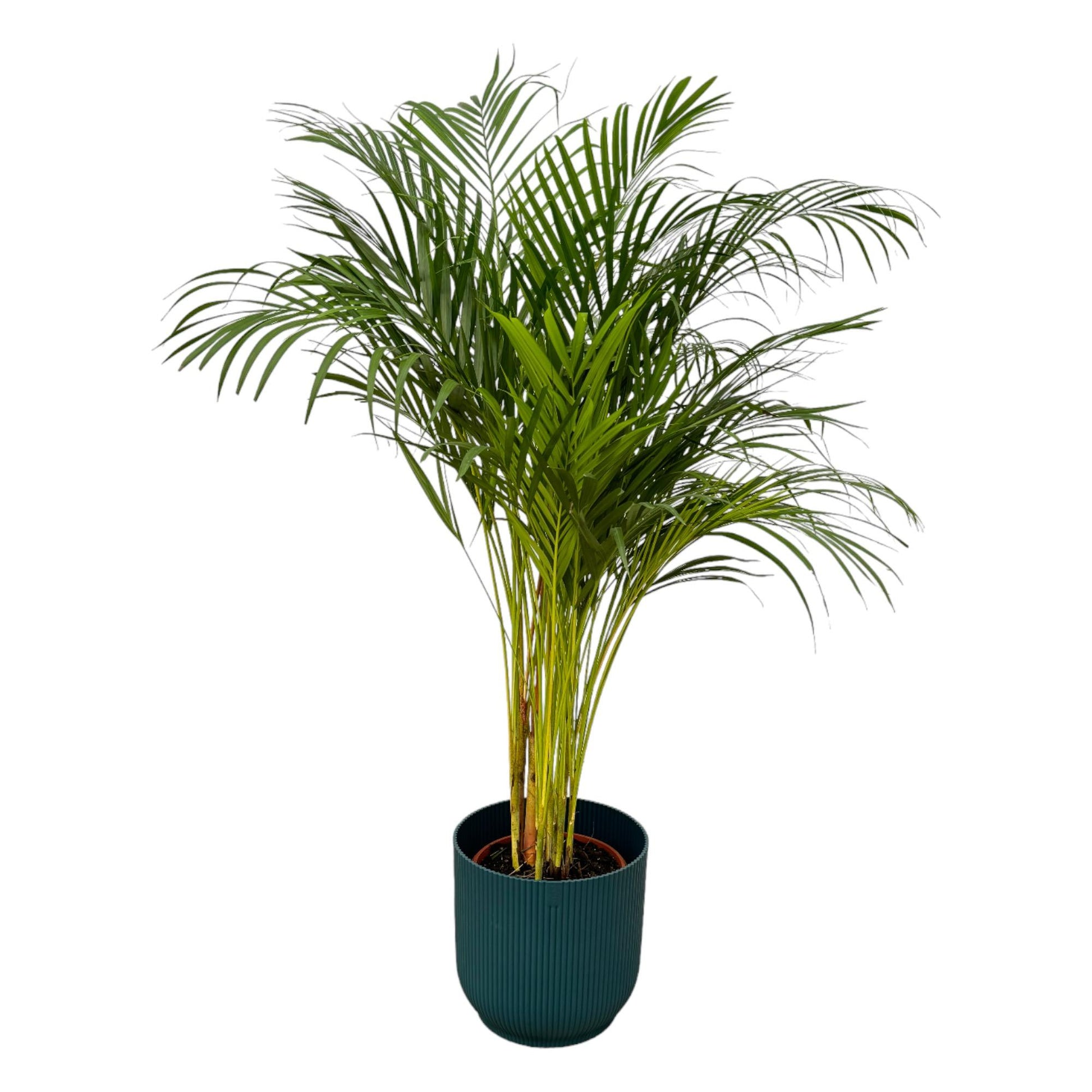 Areca Palm - 130cm - Ø24cm inkl. elho Vibes Fold Round blau D30xH27 - Pflanzfix24.de - Pflanzfix24.de
