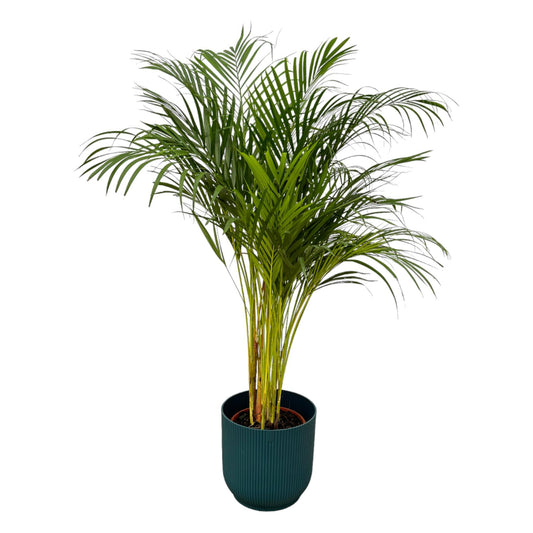 Areca Palm - 130cm - Ø24cm inkl. elho Vibes Fold Round blau D30xH27 - Pflanzfix24.de - Pflanzfix24.de
