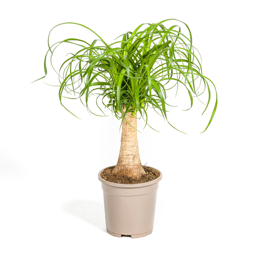 Beaucarnea Recurvata Stamm Ø17cm - ↕40 - 60cm - Pflanzfix24.de - Pflanzfix24.de