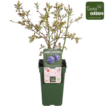 Vaccinium corymbosum 'Reka' - Ø13cm - ↕45cm bei Pflanzfix24