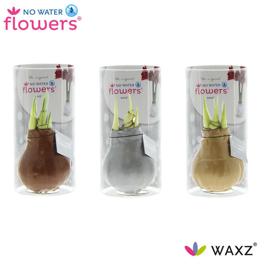 No Water Flowers Waxz Gold/Silver/Copper in Koker - 3 Stücke - Pflanzfix24