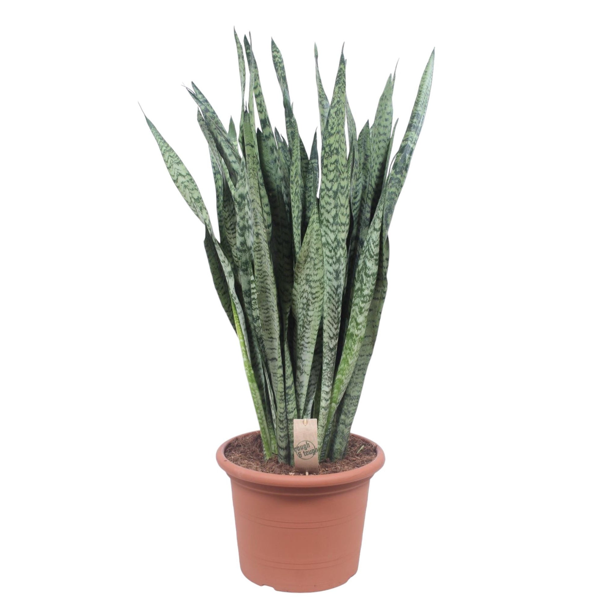 Sansevieria Zeylenica 110cm – Bogenhanf im Topf Ø35 – Pflanzfix24.de - Pflanzfix24.de