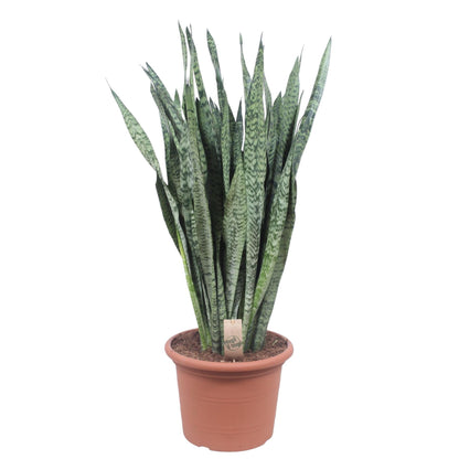 Sansevieria Zeylenica 110cm – Bogenhanf im Topf Ø35 – Pflanzfix24.de - Pflanzfix24.de
