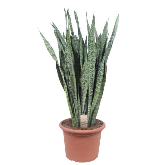 Sansevieria Zeylenica 110cm – Bogenhanf im Topf Ø35 – Pflanzfix24.de - Pflanzfix24.de
