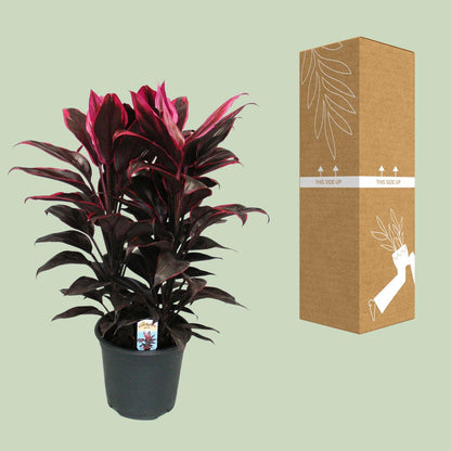 Cordyline Mambo - Ø19cm - ↕55cm - Pflanzfix24