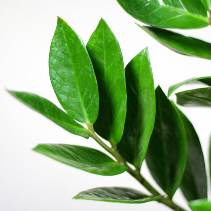 Zamioculcas mit Viber-Topf Grau 80 cm – Pflanzfix24