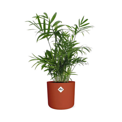 Chamaedorea in ELHO b.for soft rond 14cm brique - Pflanzfix24