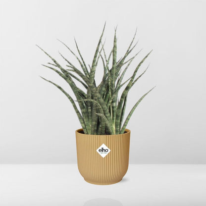 Sansevieria Fernwood Punk in ELHO Vibes Fold 14cm geel - Pflanzfix24