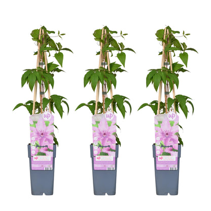 3x - Clematis Hagley Hybrid - ↨65cm - Ø15 - Pflanzfix24
