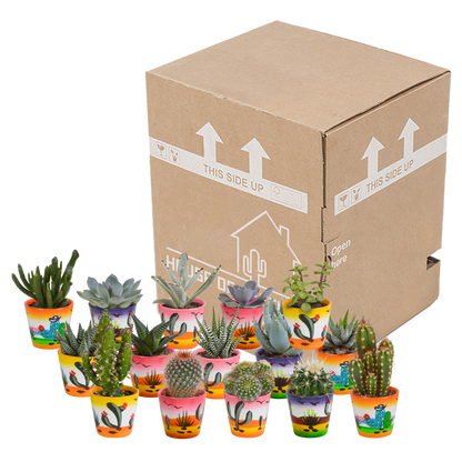 Cactus en vetplanten Mischung 5,5 cm | 15 stück - in Mexicaanse pot - Pflanzfix24.de - Pflanzfix24.de
