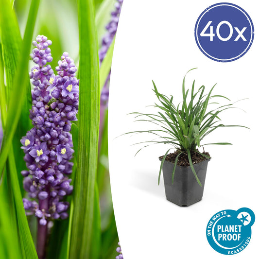 40x Liriope muscari 'Big Blue' - ↕10-25cm - Ø9cm - Pflanzfix24.de - Pflanzfix24.de