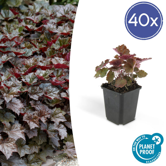 40x Heuchera mic. 'Palace Purple' - ↕10-25cm - Ø9cm - Pflanzfix24.de - Pflanzfix24.de