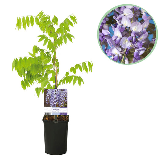 Pflanzfix24.de - Blauregen - Wisteria floribunda Prolific - Blüte Blau - 1 Pflanze - Pflanzfix24.de