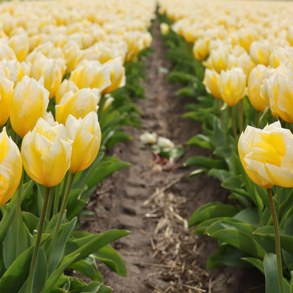 Pflanzfix24 - Gelbe Tulpen 'Yellow Splash' - 30 Blumenzwiebeln - Größe 12+