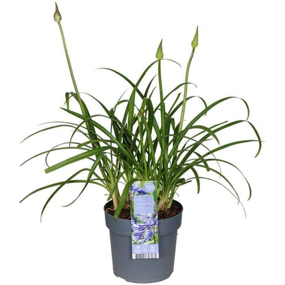 Agapanthus 'Ever Sapphire' - Pflanzfix24.de - Pflanzfix24.de