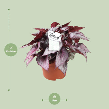 Begonia Beleaf Maori Haze - Ø17cm - ↕32cm - Pflanzfix24
