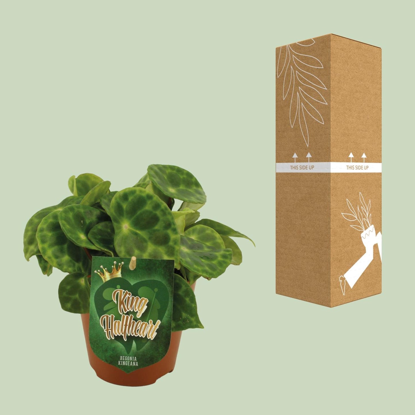 Begonia Kingiana - Ø12 ↕20 von Pflanzfix24