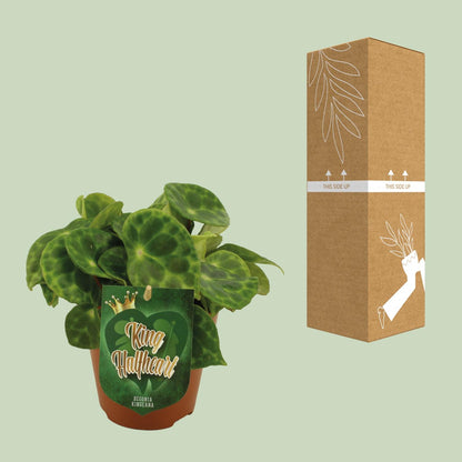 Begonia Kingiana - Ø12 ↕20 von Pflanzfix24