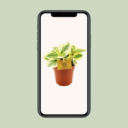 Peperomia Obtipan Bicolor - Ø12cm - ↕20cm - Pflanzfix24