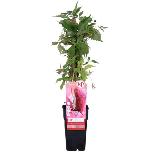 Parthenocissus quinquefolia 'Engelmannii' – Ø15cm – Selbstklimmender Wildwein | Pflanzfix24.de - Pflanzfix24.de
