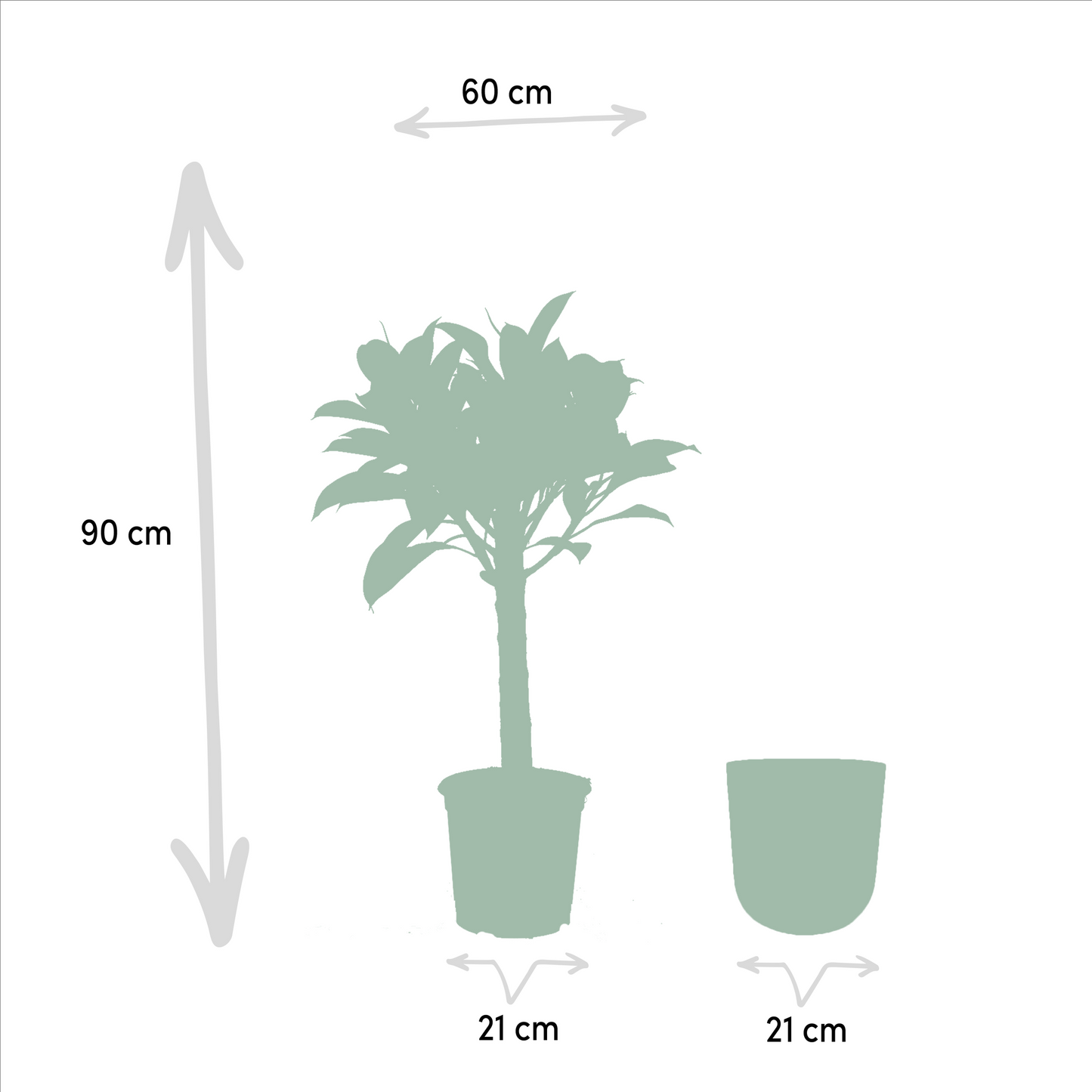 Ficus Elastica Melany Stamm + Topf Mayk Gold - ↨90cm - Ø21cm - Pflanzfix24