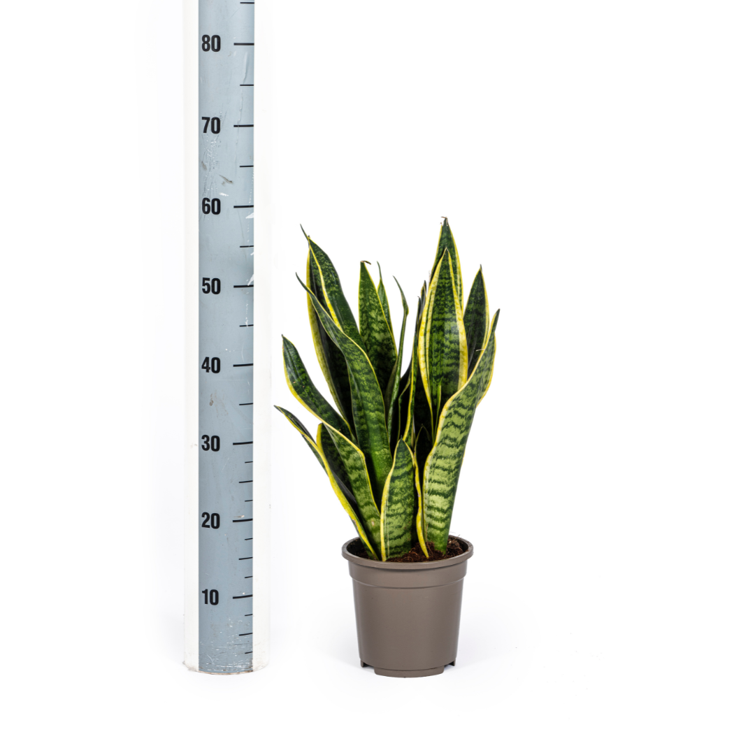 Sansevieria Trifasciata Futura Superba Ø17cm | Pflegeleichte Zimmerpflanze – Pflanzfix24.de - Pflanzfix24.de