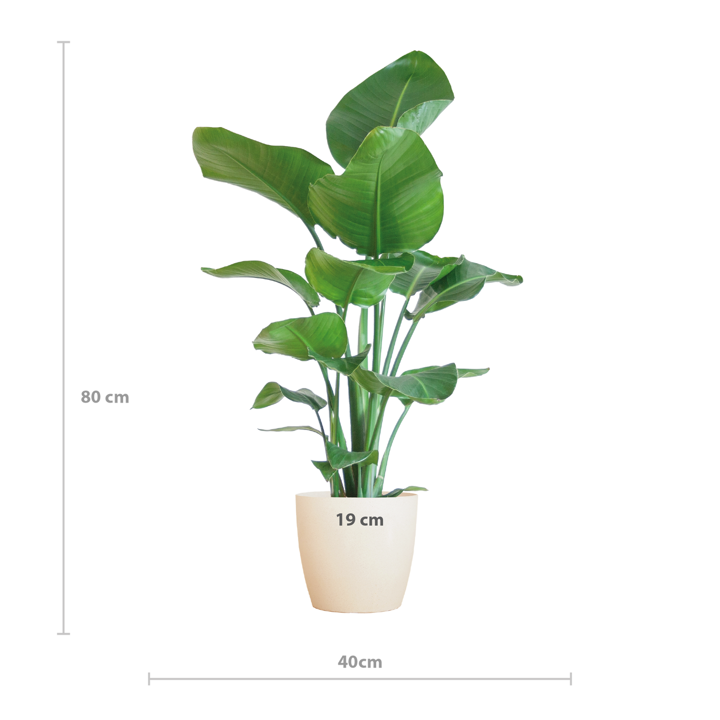 Strelitzia Nicolai 80 cm Ø21 mit weißem Viber-Topf | Pflanzfix24.de - Pflanzfix24.de