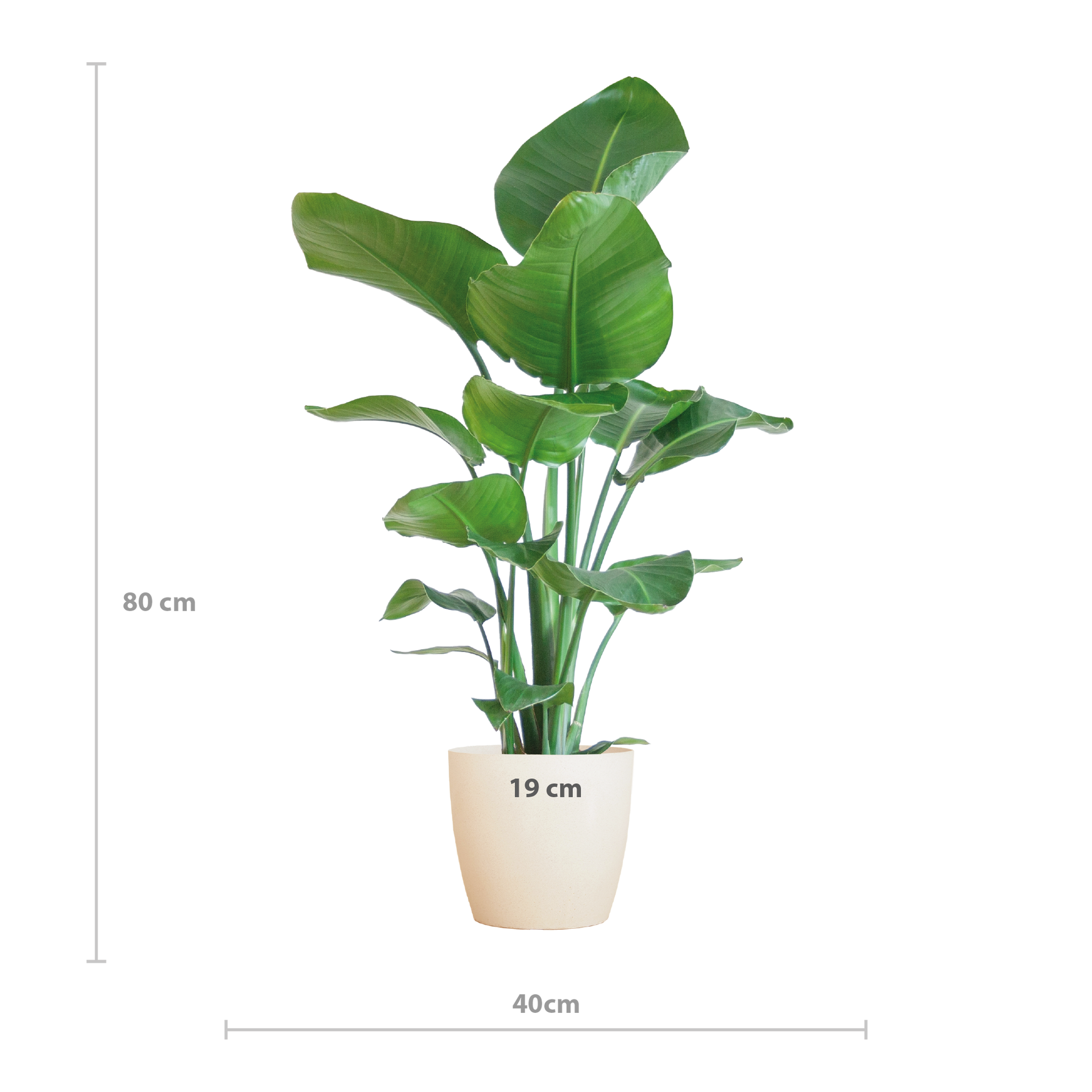 Strelitzia Nicolai 80 cm Ø21 mit weißem Viber-Topf | Pflanzfix24.de - Pflanzfix24.de