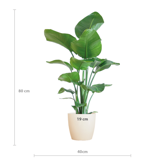 Strelitzia Nicolai 80 cm Ø21 mit weißem Viber-Topf | Pflanzfix24.de - Pflanzfix24.de