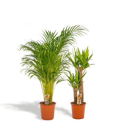 Areca & Yucca Zimmerpflanzen Set - 130cm & 100cm - Pflanzfix24
