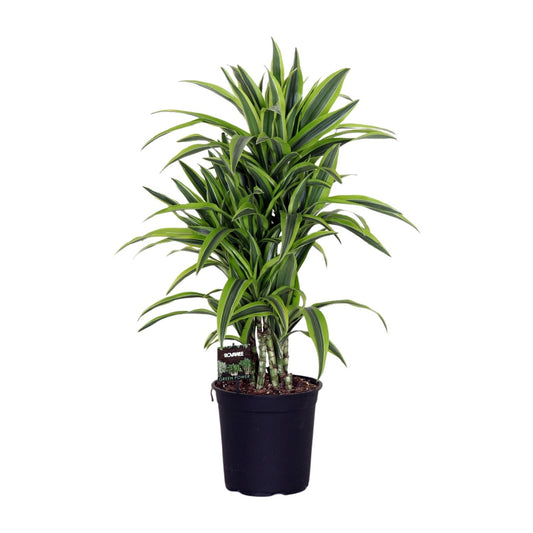 Dracaena Fragr. Lemon Lime - Ø24cm - ↕100cm - Pflanzfix24