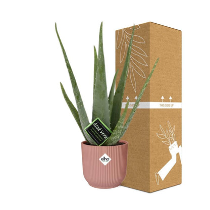 Aloe Vera 12cm in ELHO Vibes Fold 14cm roze - Pflanzfix24