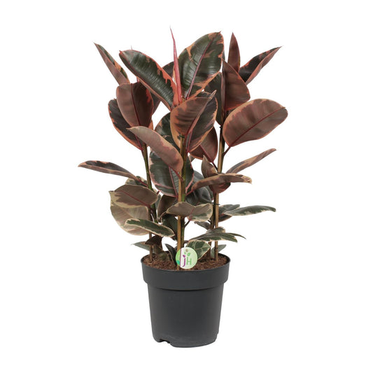 Ficus Belize - Ø27cm - pflanzfix24