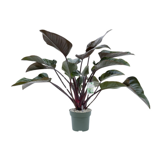Philodendron Red Beauty - Ø27cm - Pflanzfix24