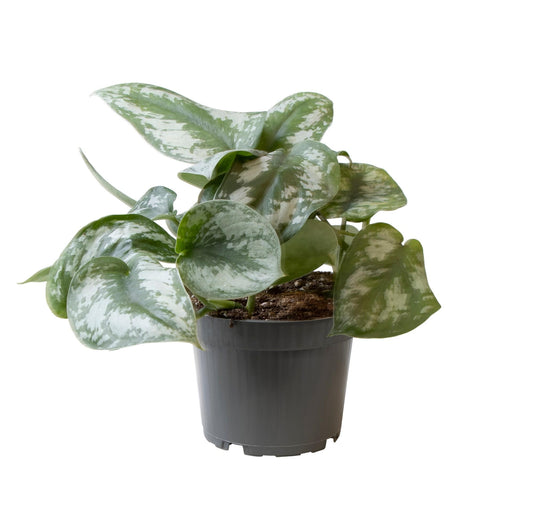 Philodendron Scandens Pictus Trebie - Zimmerpflanze Ø12cm | Pflanzfix24