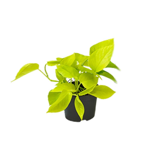 Epipremnum Golden Pothos - Scindapsus - PROMO - Ø12 - ↕15cm - Pflanzfix24.de - Pflanzfix24.de