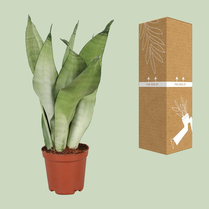 Sansevieria Trifasciata Moonshine - Ø12cm - ↕30cm - Pflanzfix24