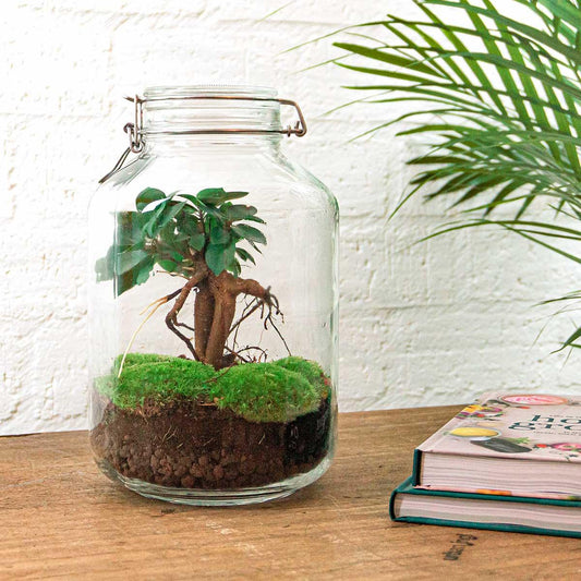 Flaschengarten - Ficus Ginseng Bonsai DIY Set - Pflanzfix24