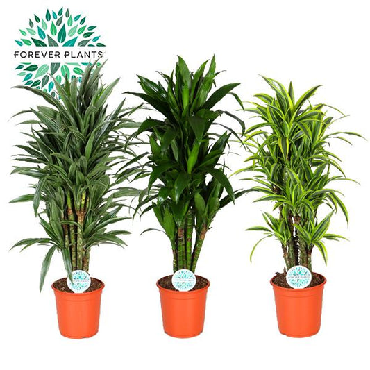 Dracaena Deremensis - Ø24cm - ↕110cm - Pflanzfix24