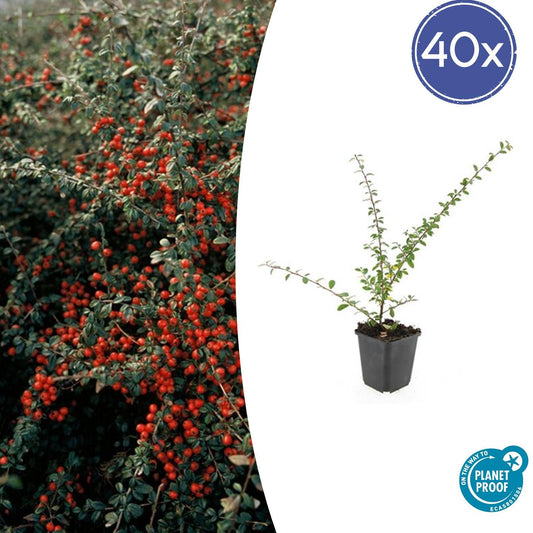40x Cotoneaster suec. 'Coral Beauty' - ↕10-25cm - Ø9cm - Pflanzfix24.de - Pflanzfix24.de