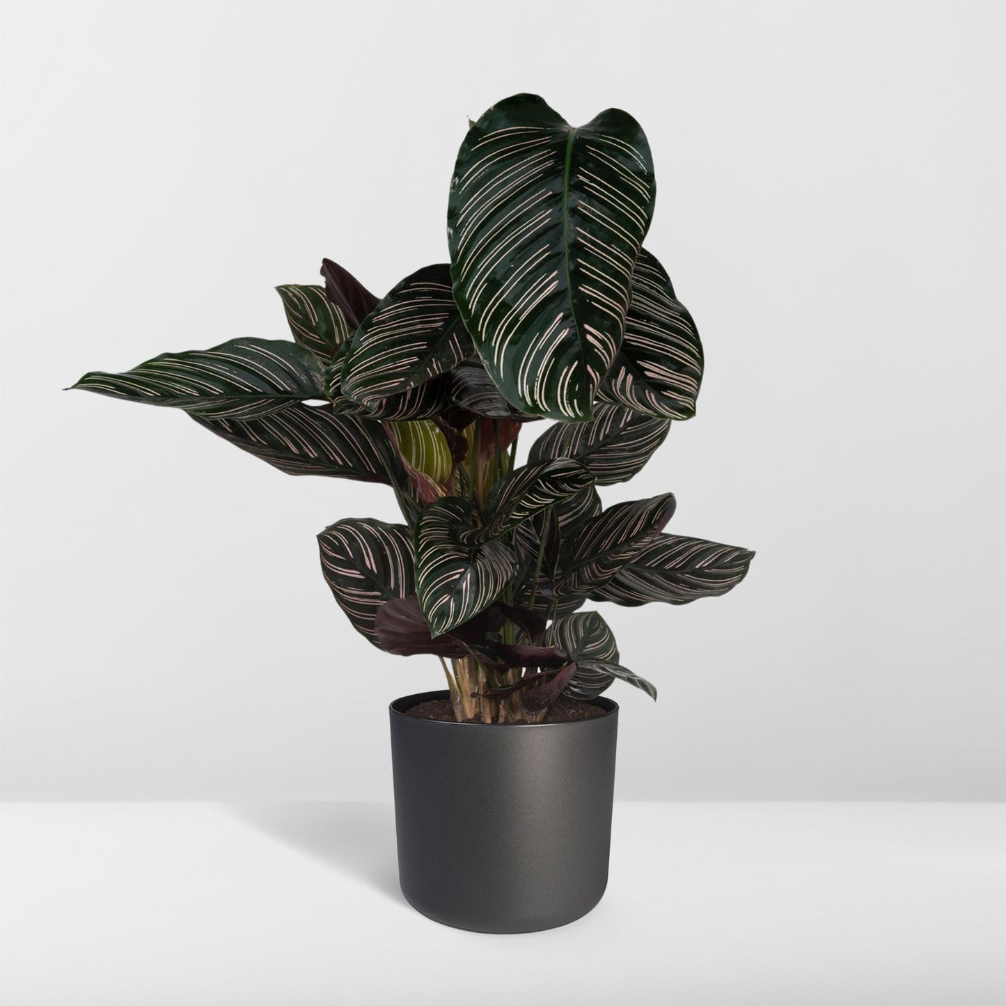 Calathea Ornata - Ø19cm - ↕75cm bei Pflanzfix24.de - Pflanzfix24.de